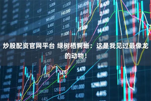 炒股配资官网平台 绿树栖鳄蜥：这是我见过最像龙的动物！